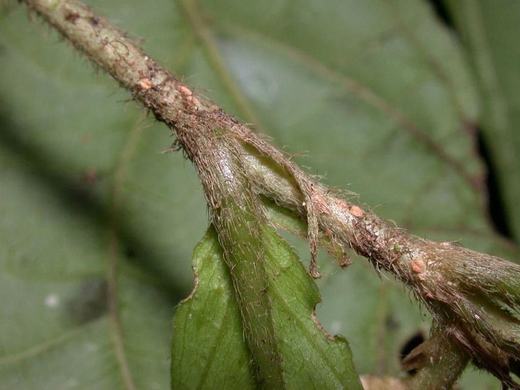Dichapetalum 13