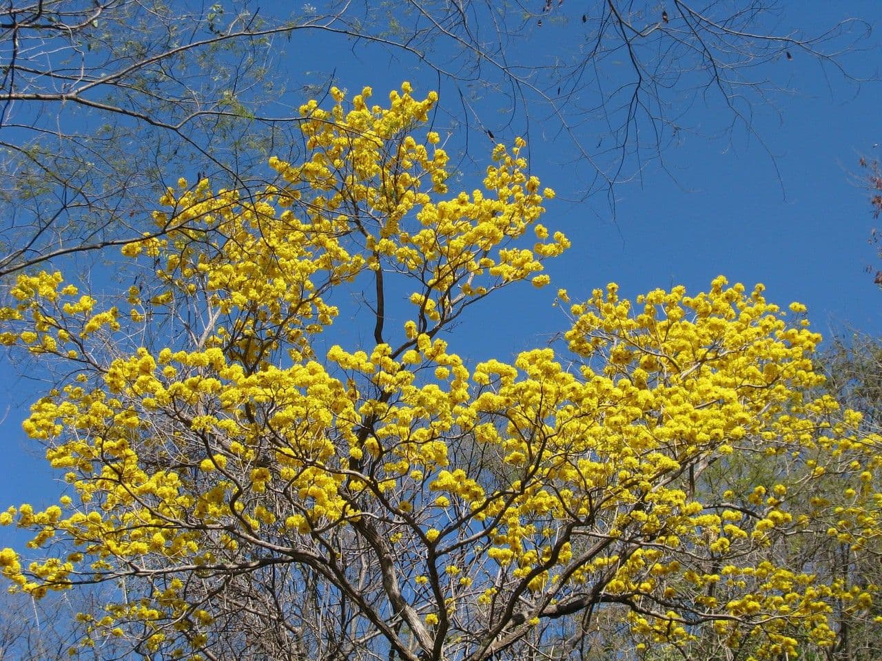 Lapacho giallo 12