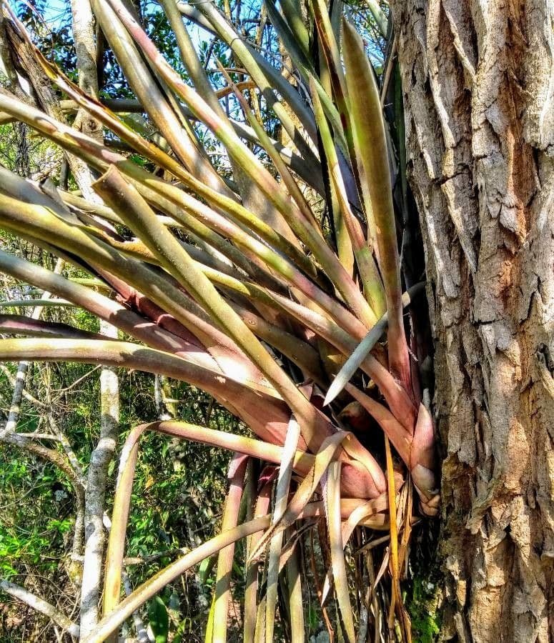 Aechmea 2