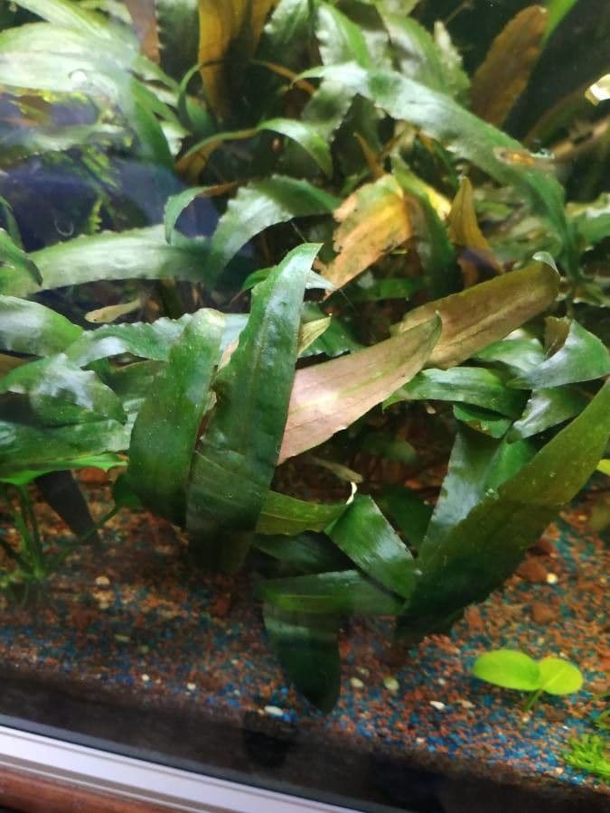 Cryptocoryne 8