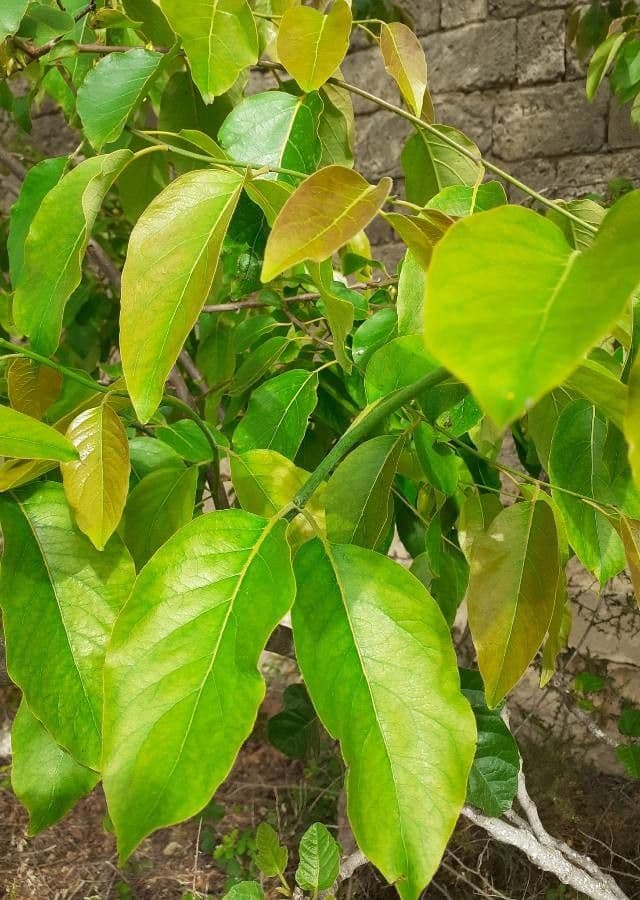 Bischofia 6
