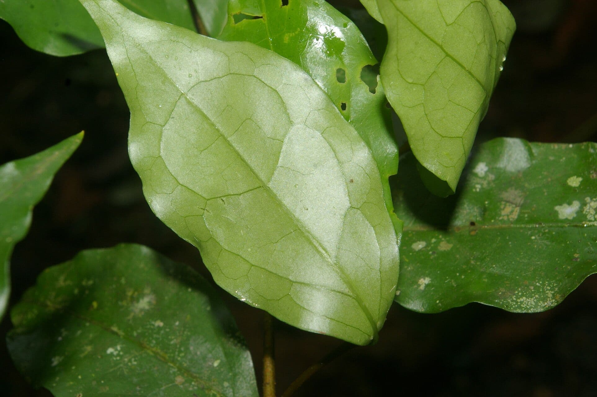 Malpighia 6