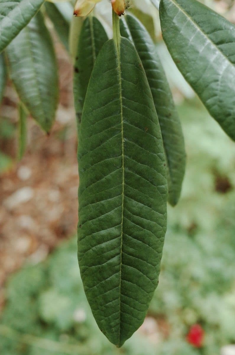 Rododendron stromovit
 17