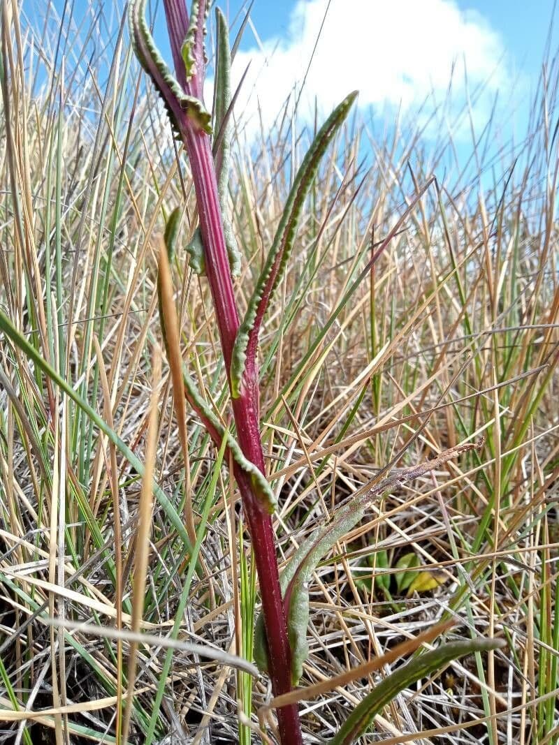 Senecio 9