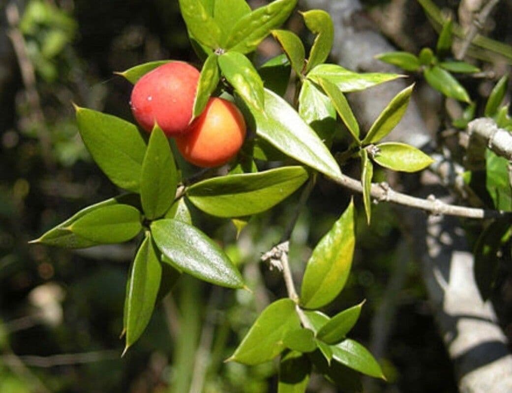 Alyxia listolistá 3