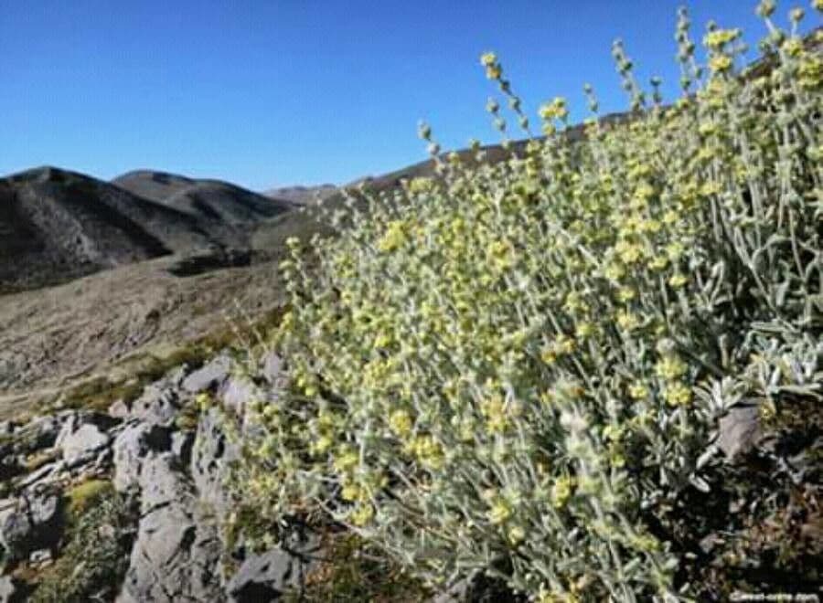 Sideritis syriaca 13