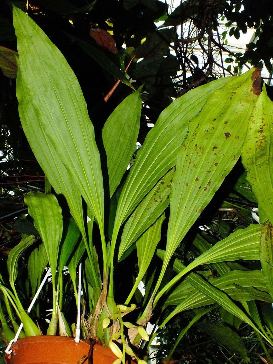 Coelogyne 9