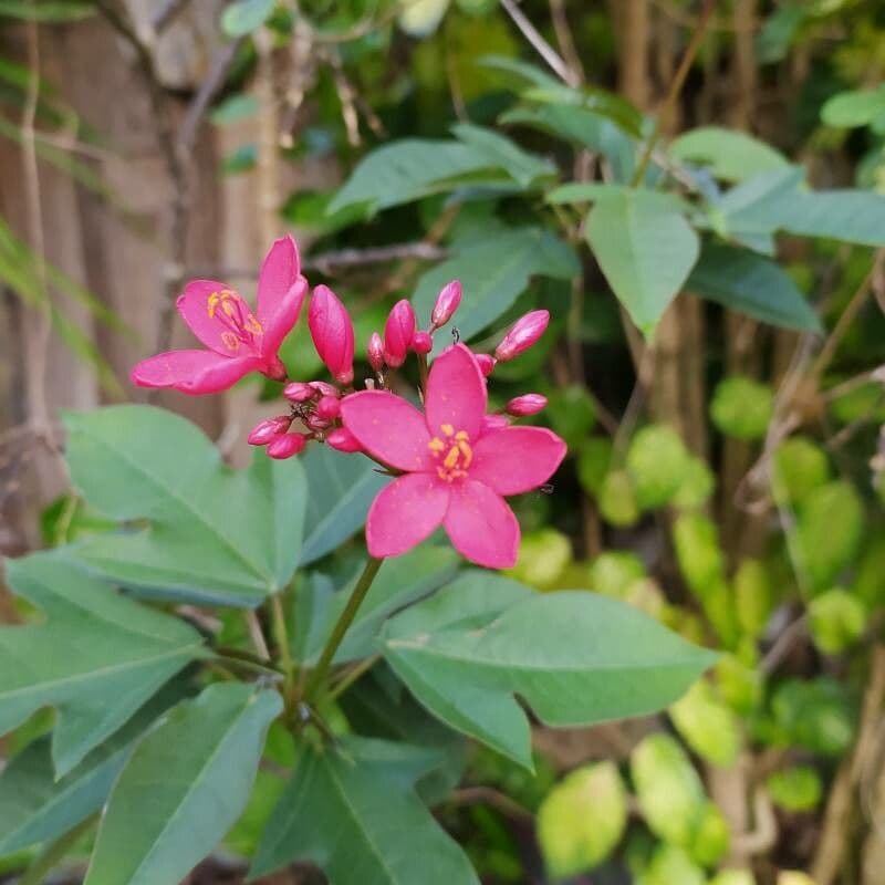 Jatropha integerrima 6