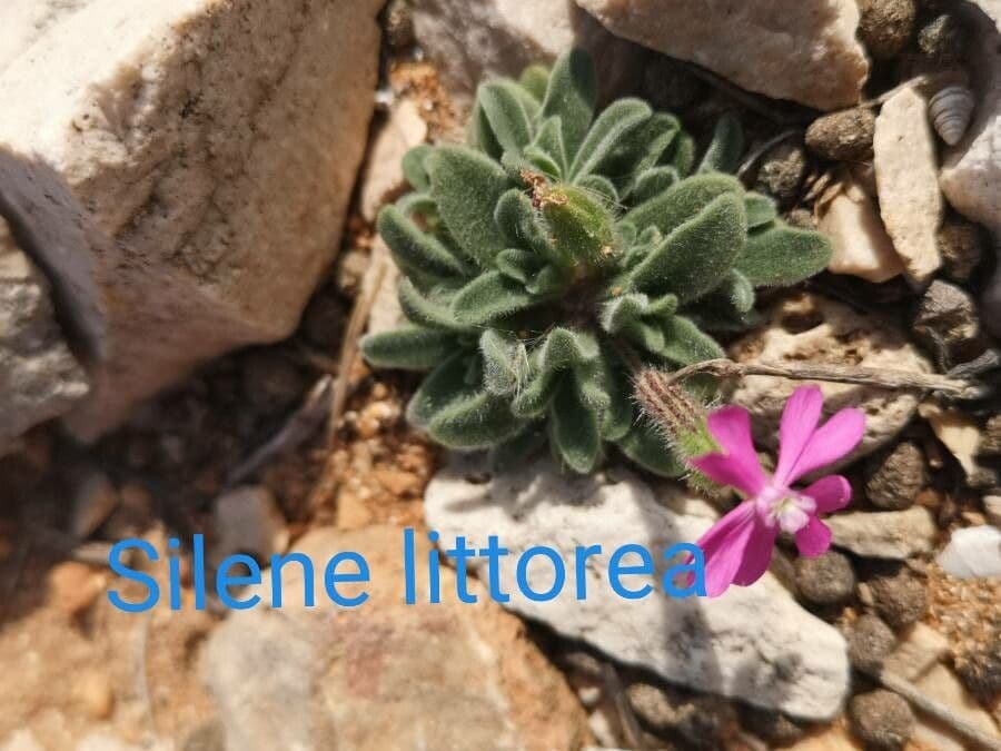 Silene littorea 12