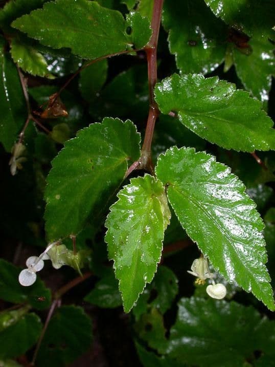 Begonia 4