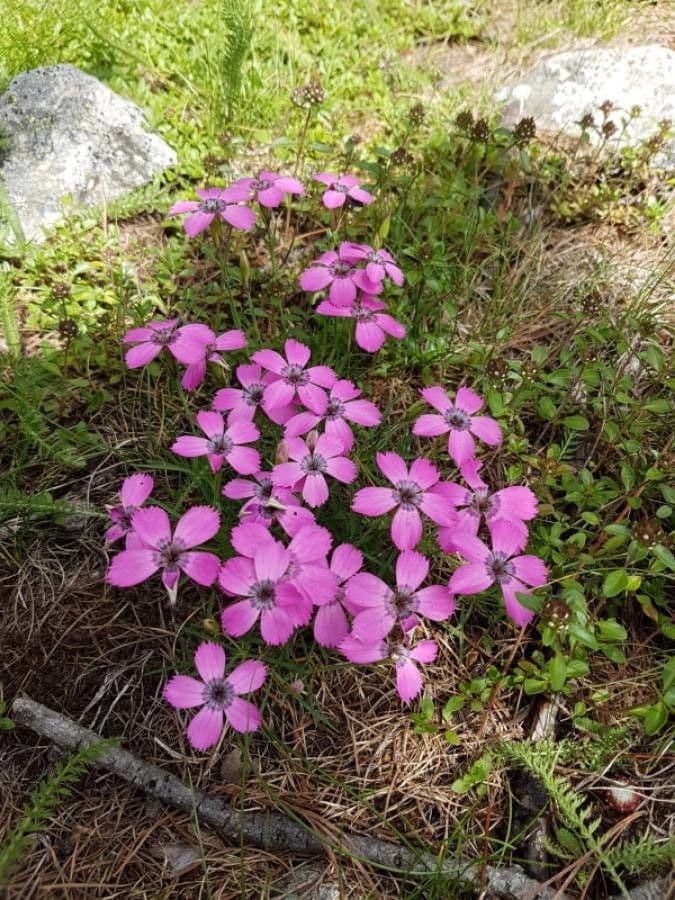 Silene a cuscinetto 6