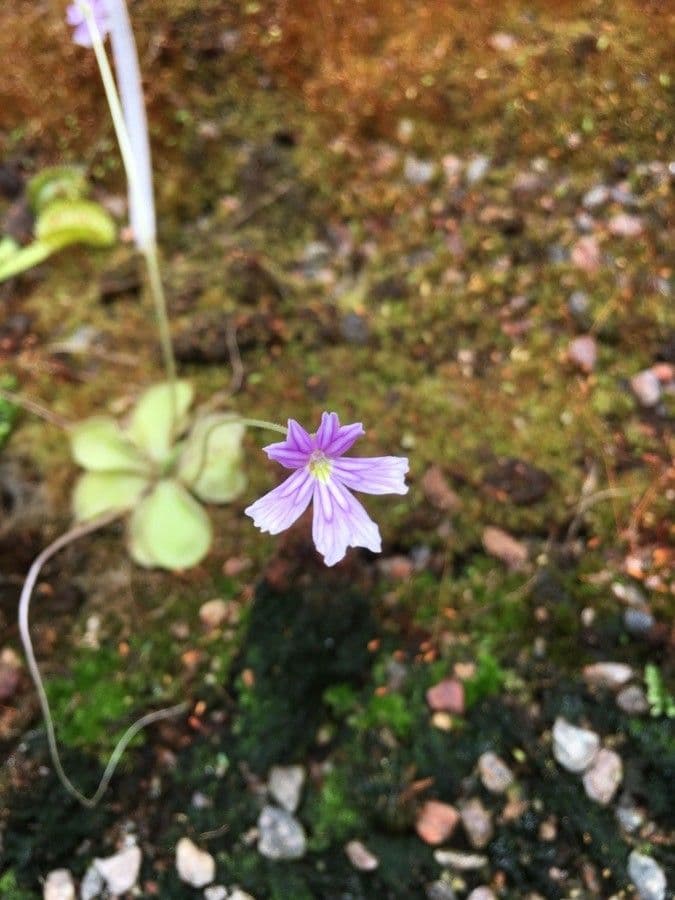 Pinguicula