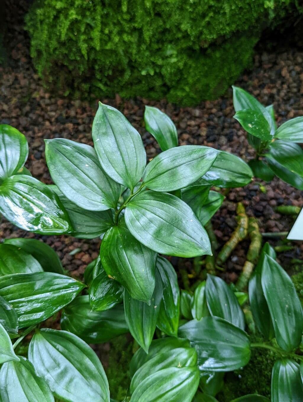 Disporopsis 2
