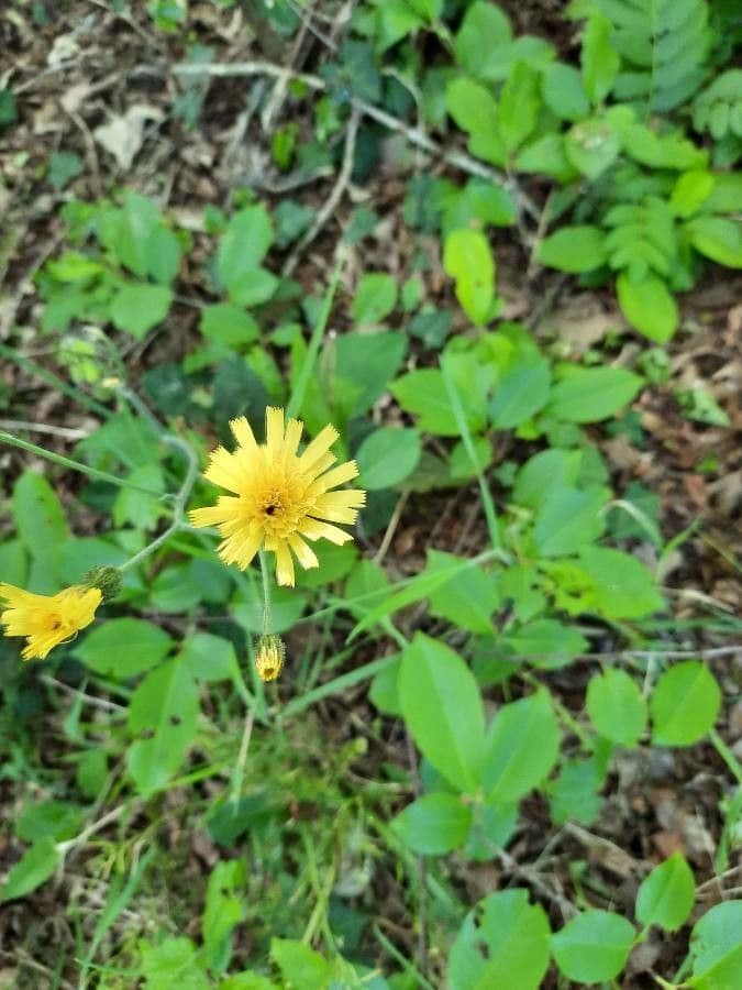 Lachenals Habichtskraut 8