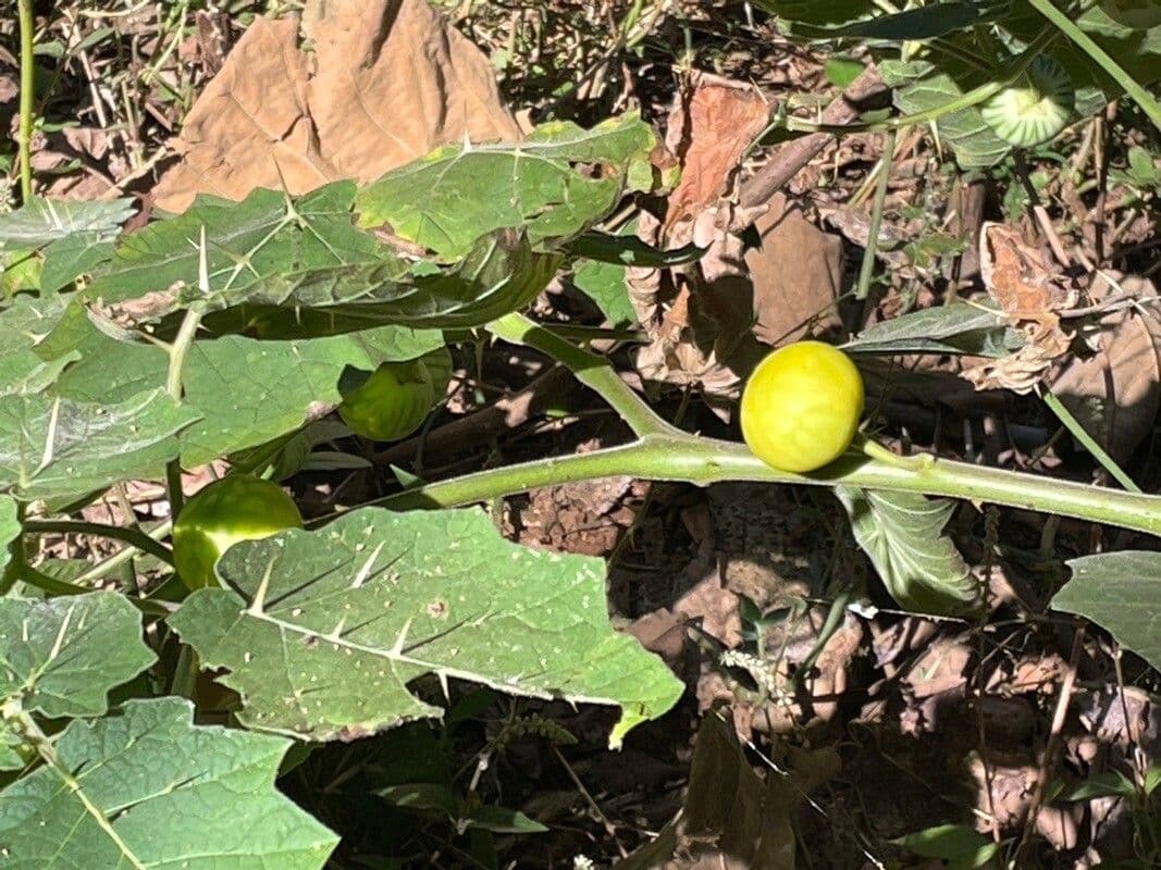 Solanum 9