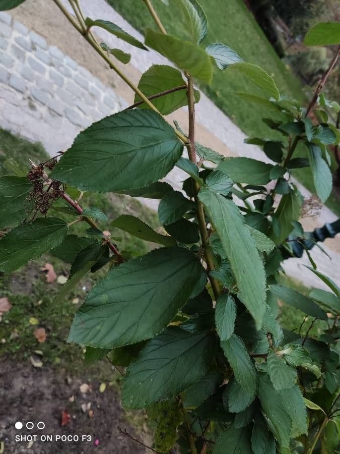 Ceanothus americký 17