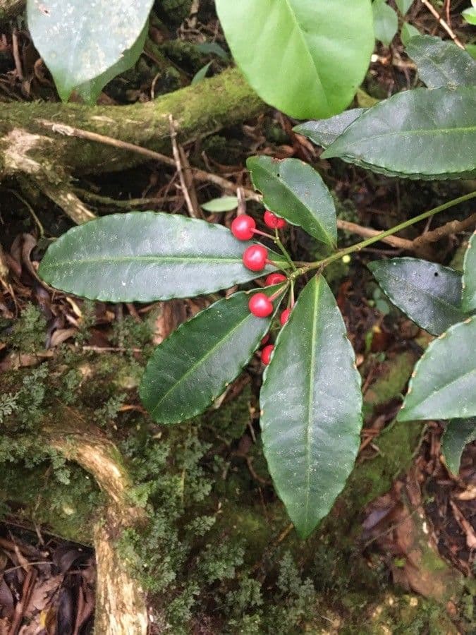 Ardisia crenata 19