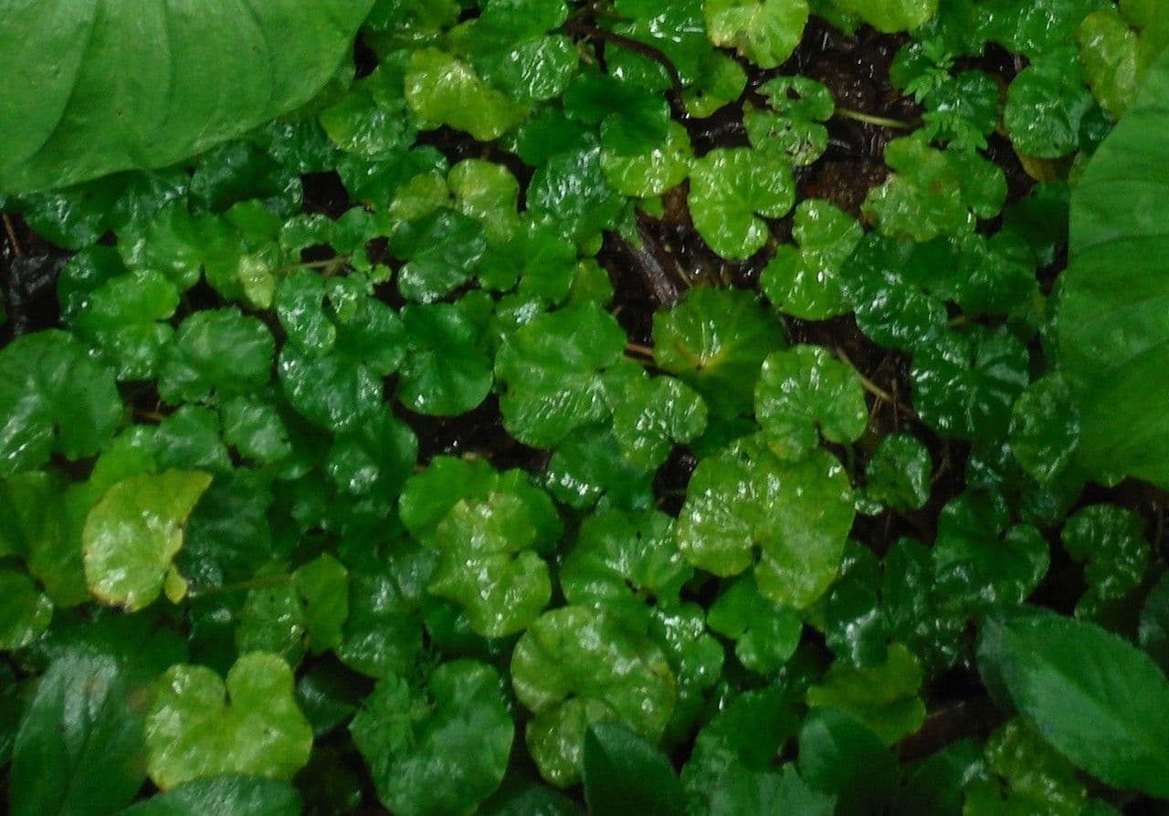 Centella asiatica 8