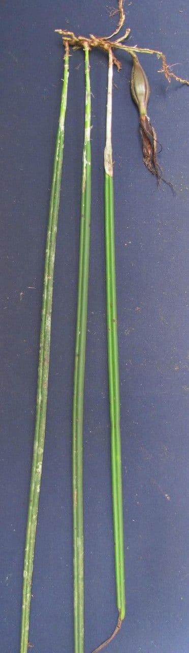 Brassavola 18