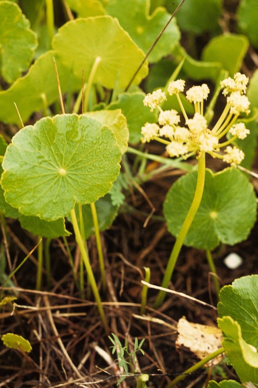 Hierba de San Guillermo 4
