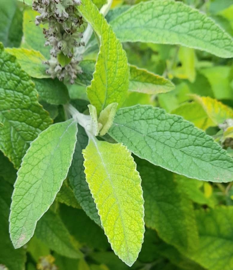 Buddleja stachyoides 13