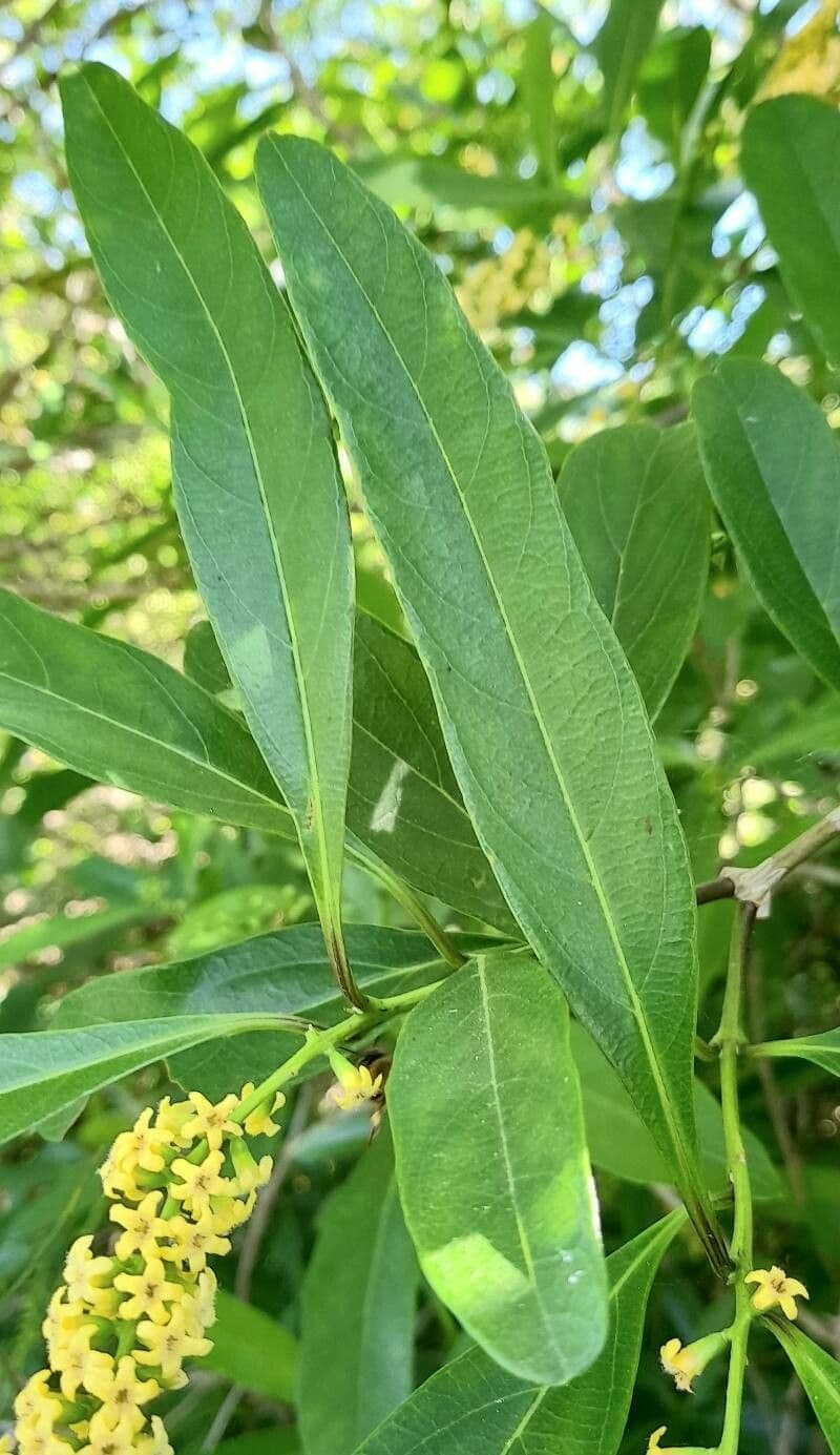 Citharexylum 16