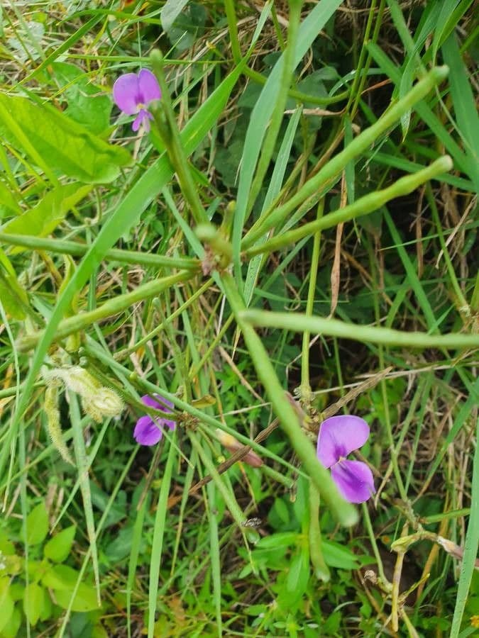 Vigna frutescens 4