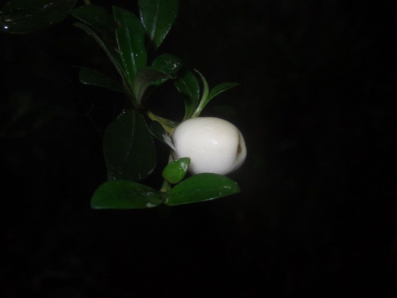 Psychotria 9