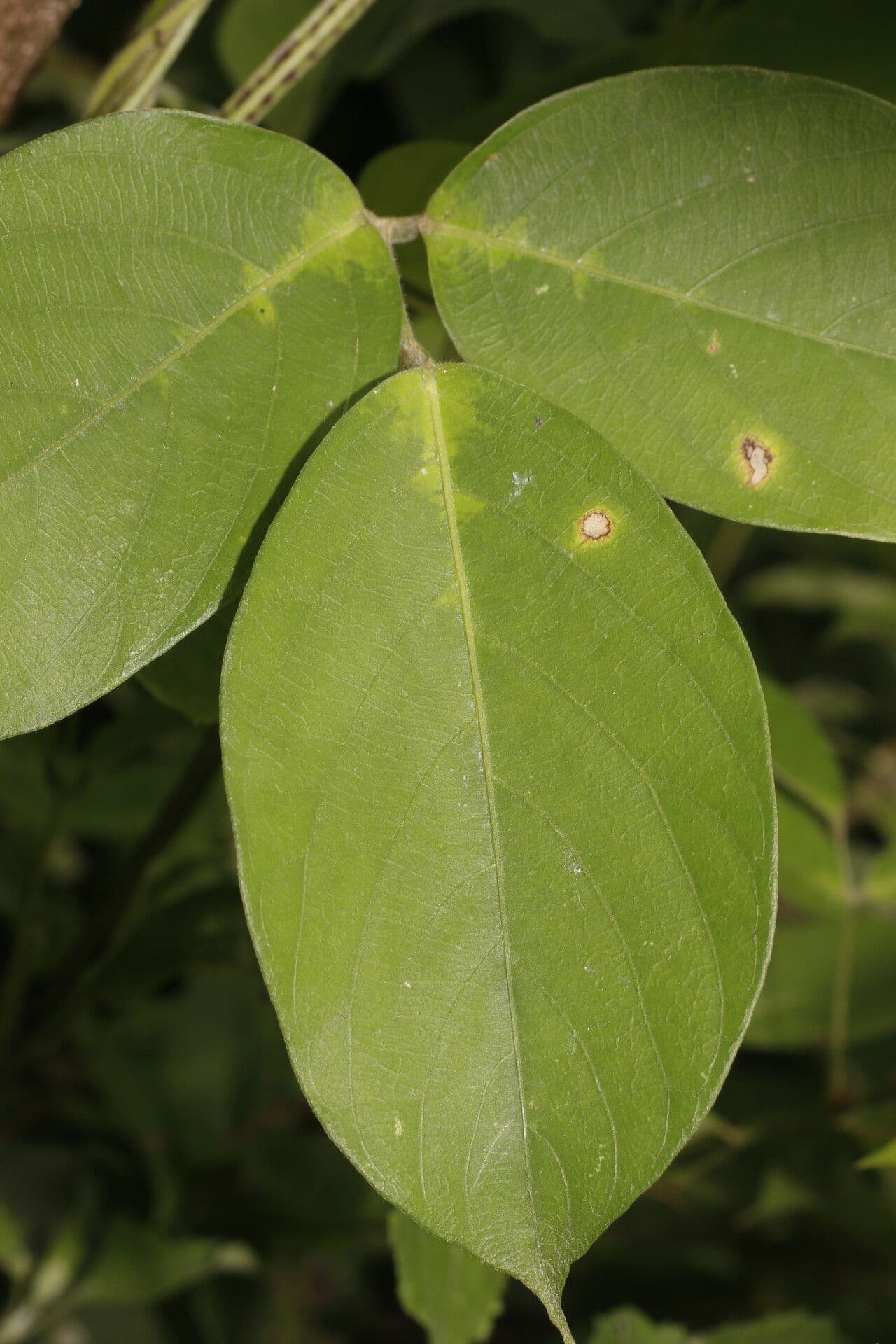 Centrosema macrocarpum