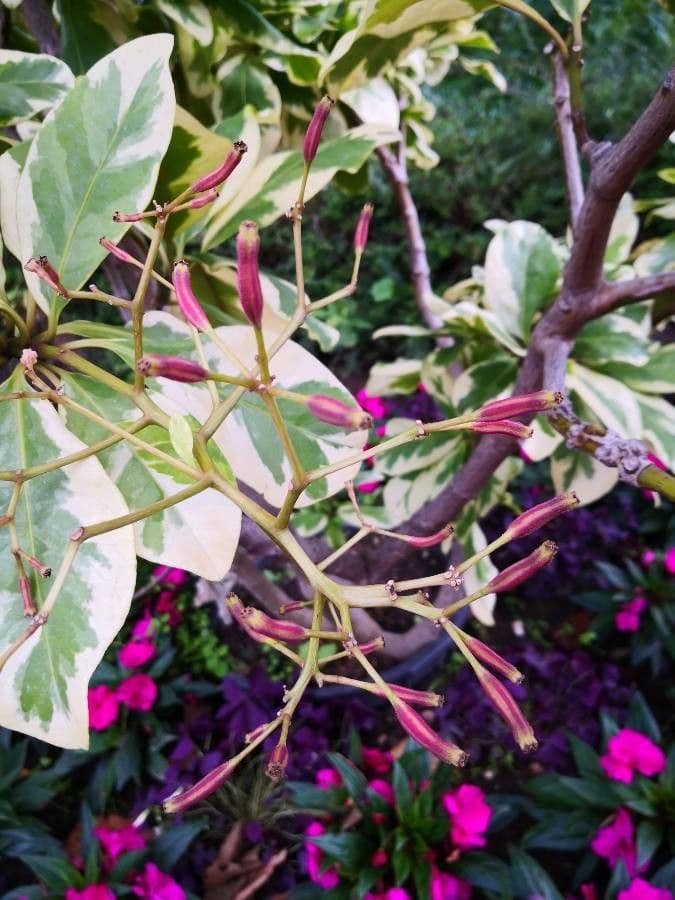 Pisonia