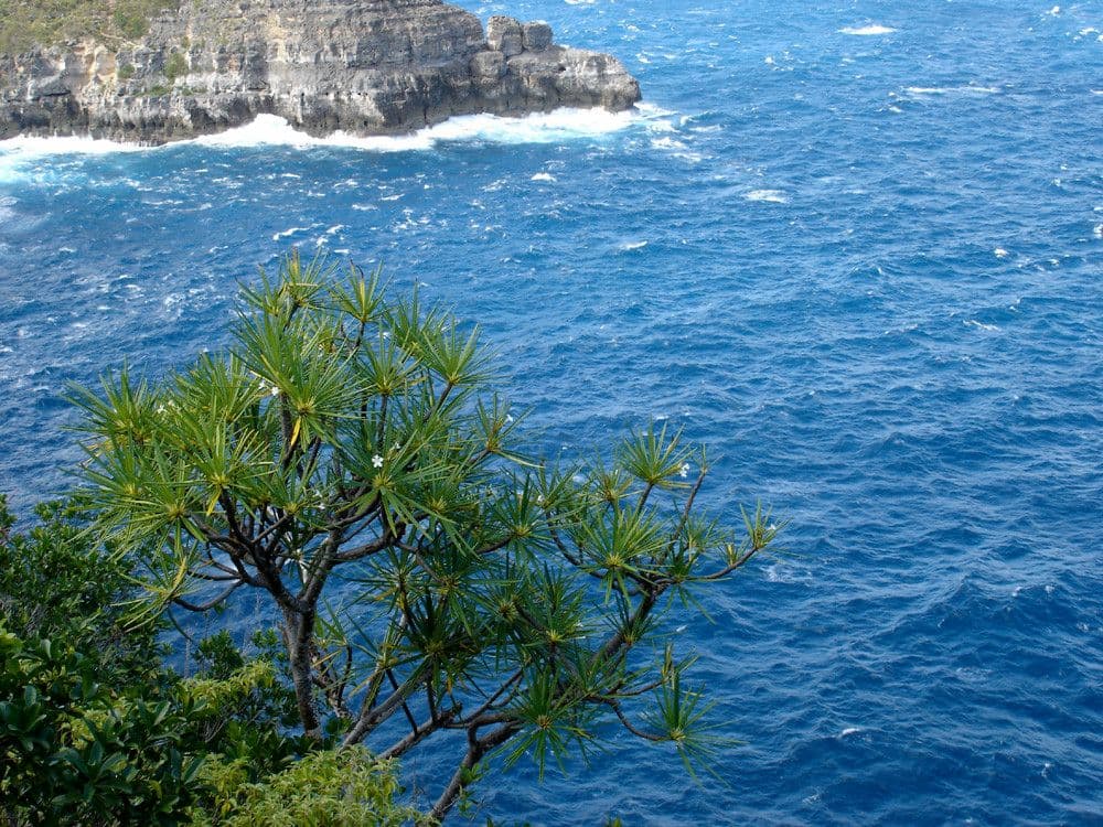 Algodoncillo blanco 14