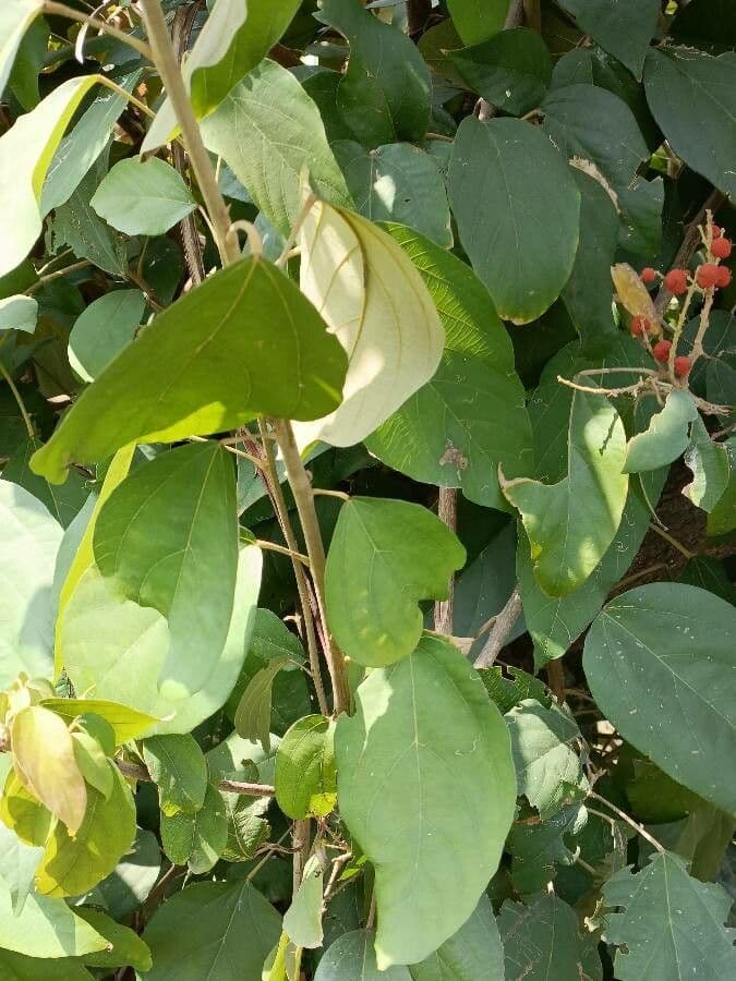 Mallotus philippensis 18