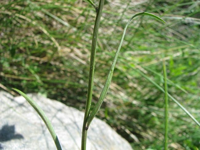 Campanula di Scheuchzer 22
