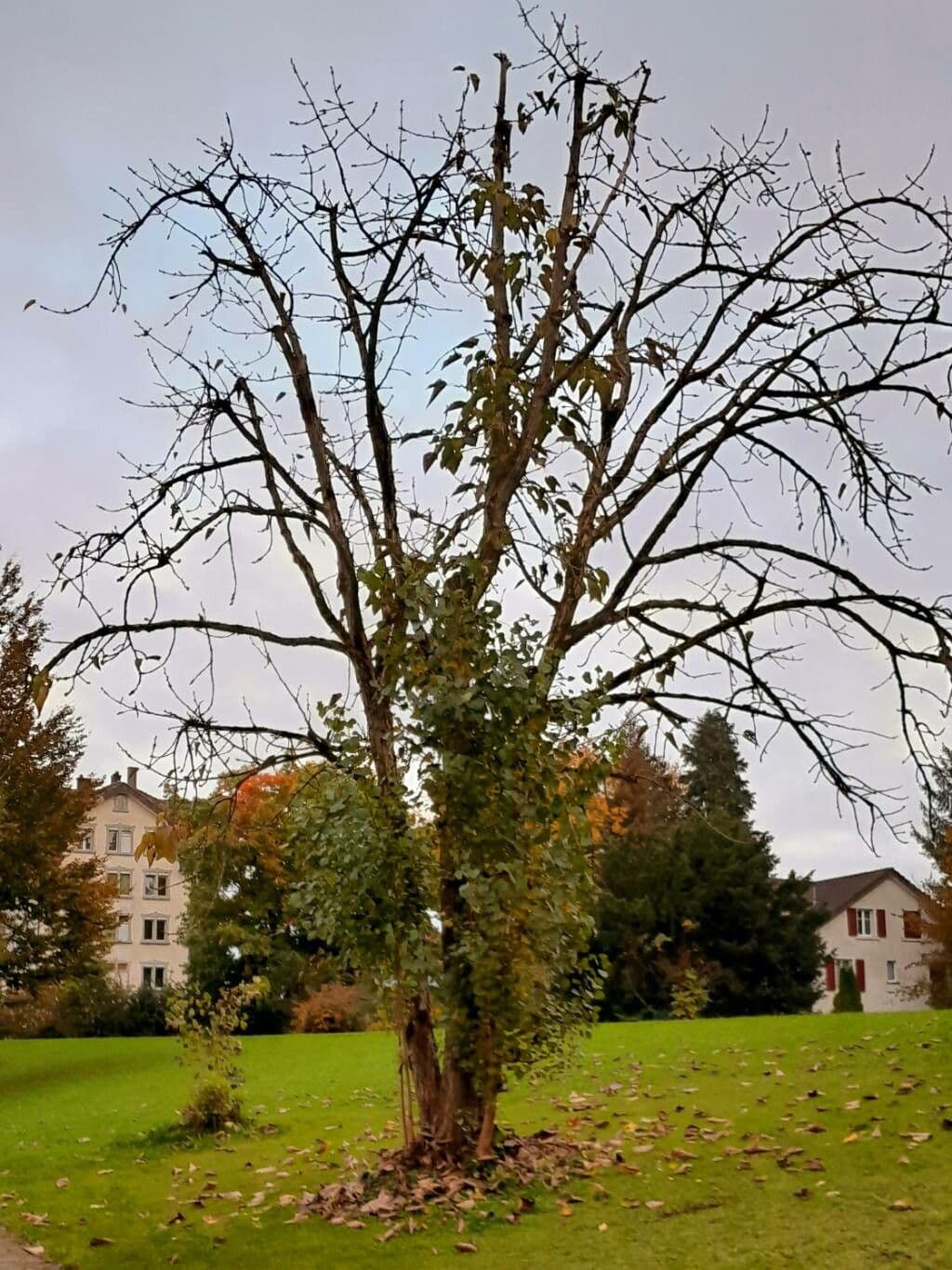 Pioppo 3
