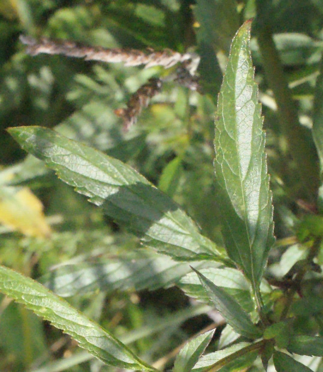 Bog sage 14