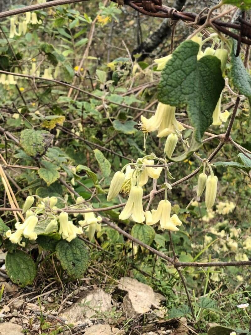 Clematis