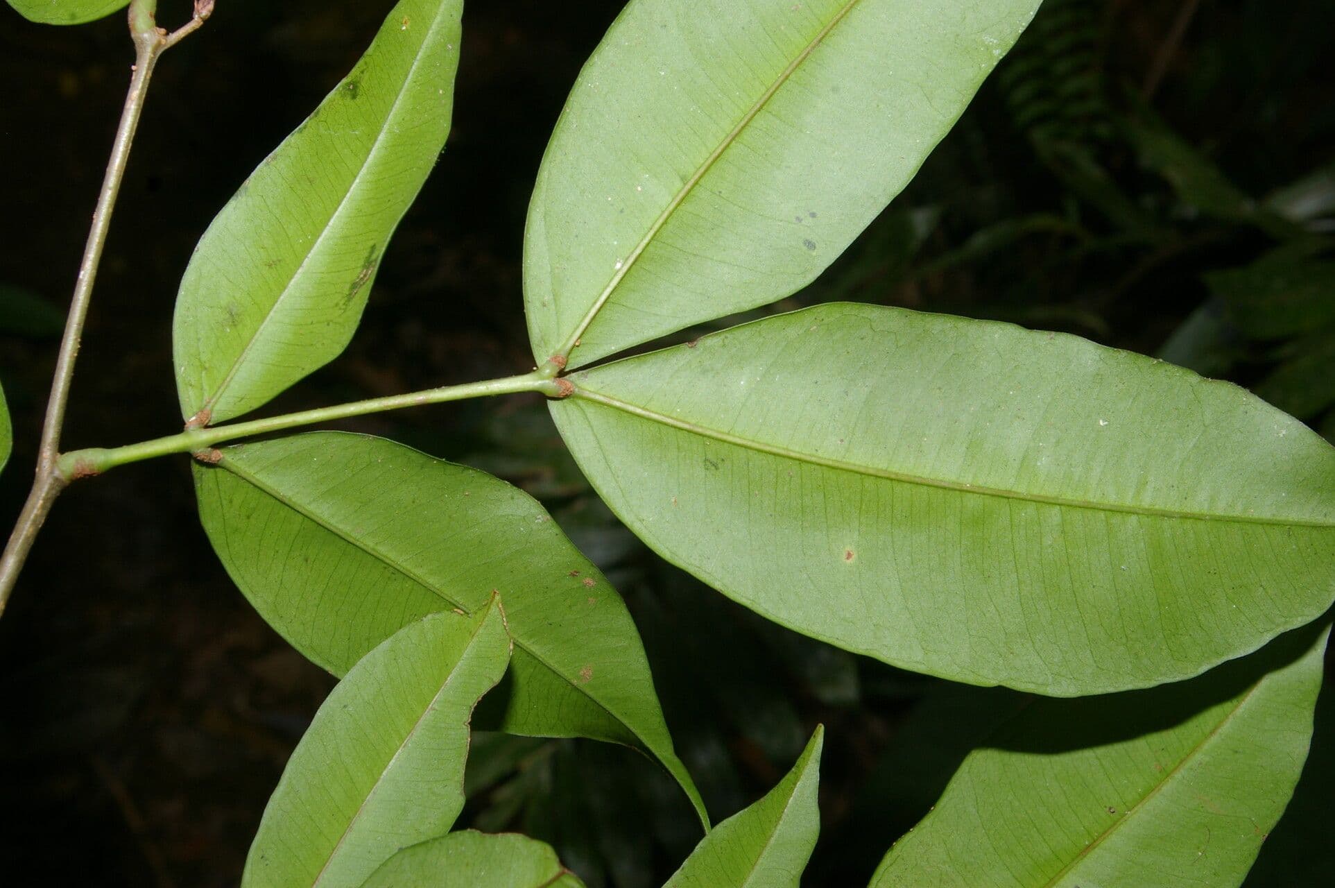 Macrolobium 4