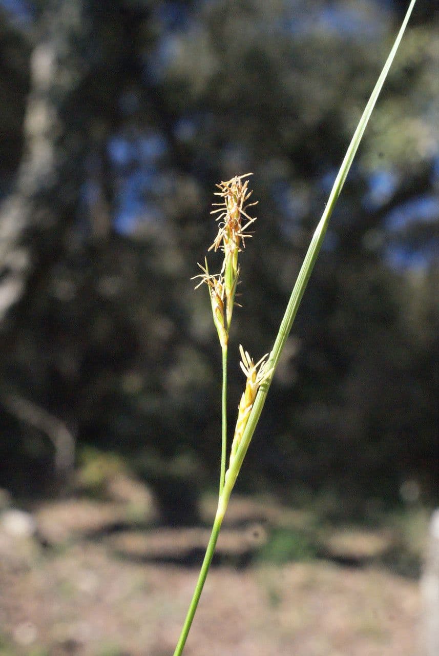 Carex distachya 16