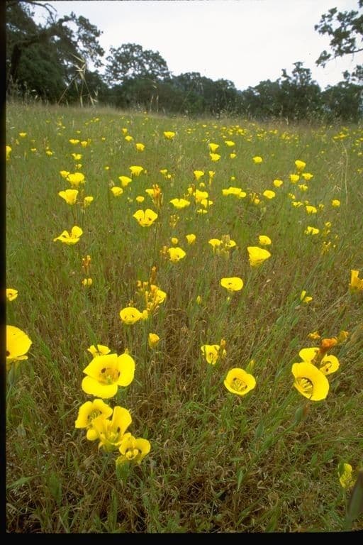 Calochortus luteus 12
