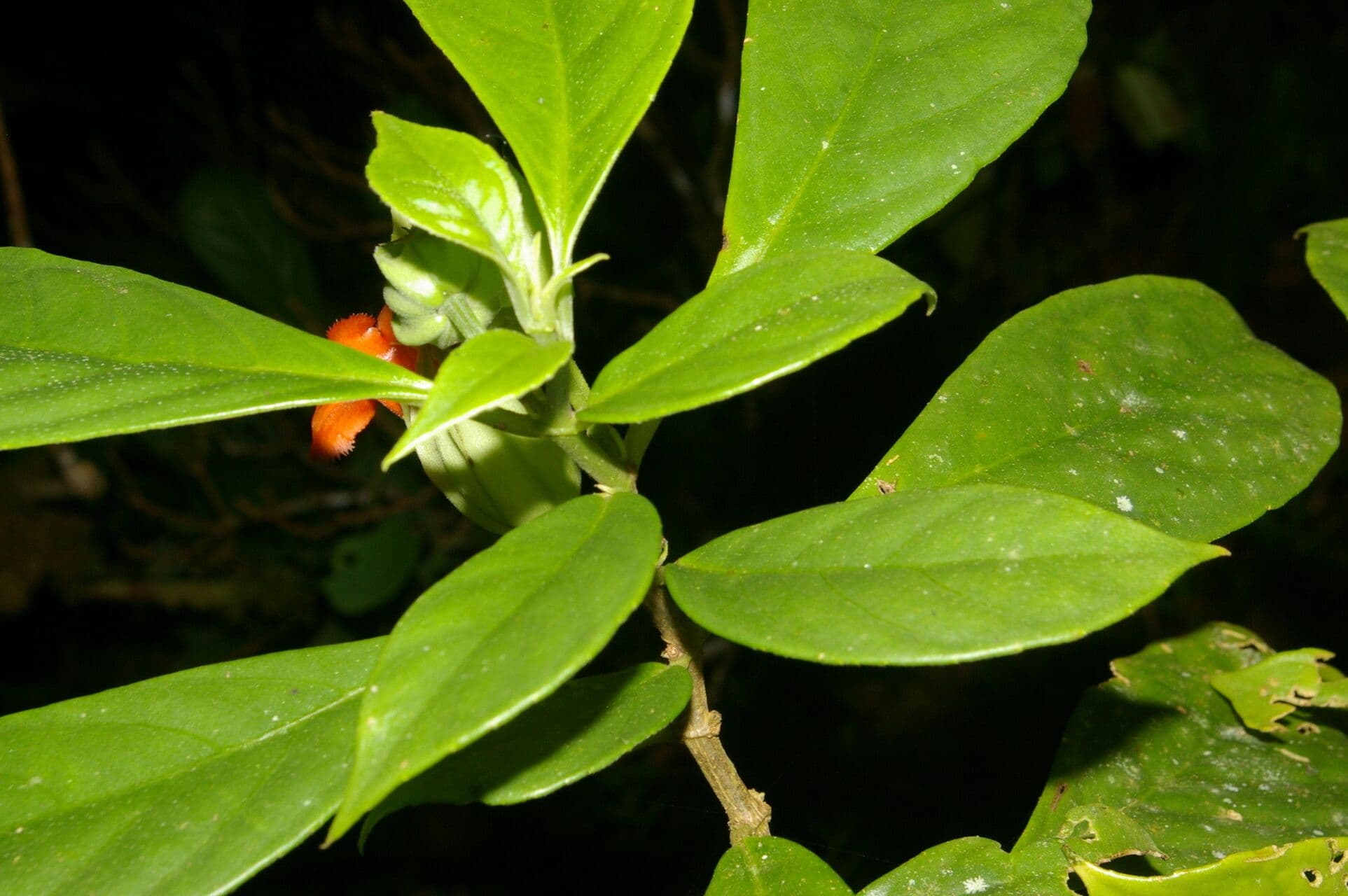 Drymonia 11