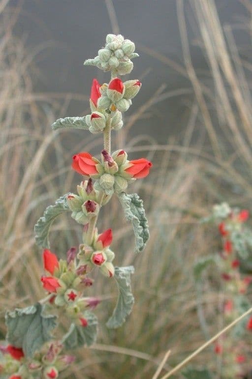 Sphaeralcea di Emory 6