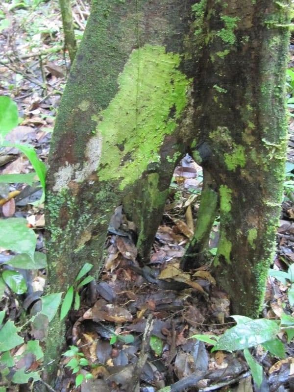 Sloanea 2