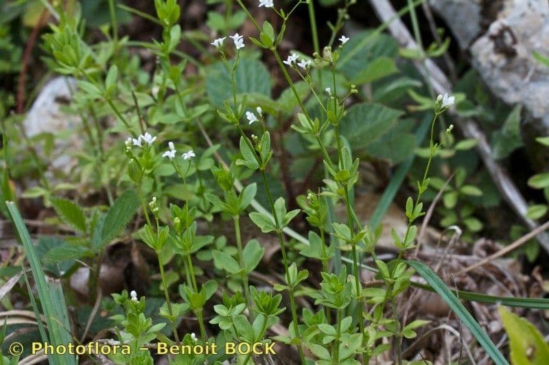 Asperula levigata 4