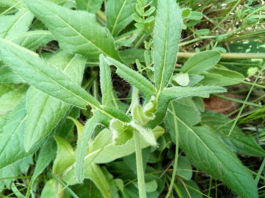 Knautia 4