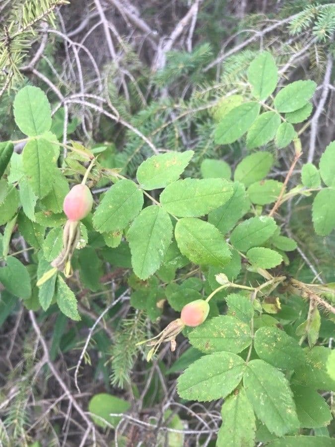 Woods-Rose 17