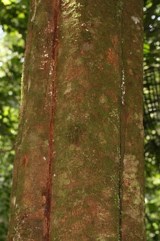 Virola sebifera 20