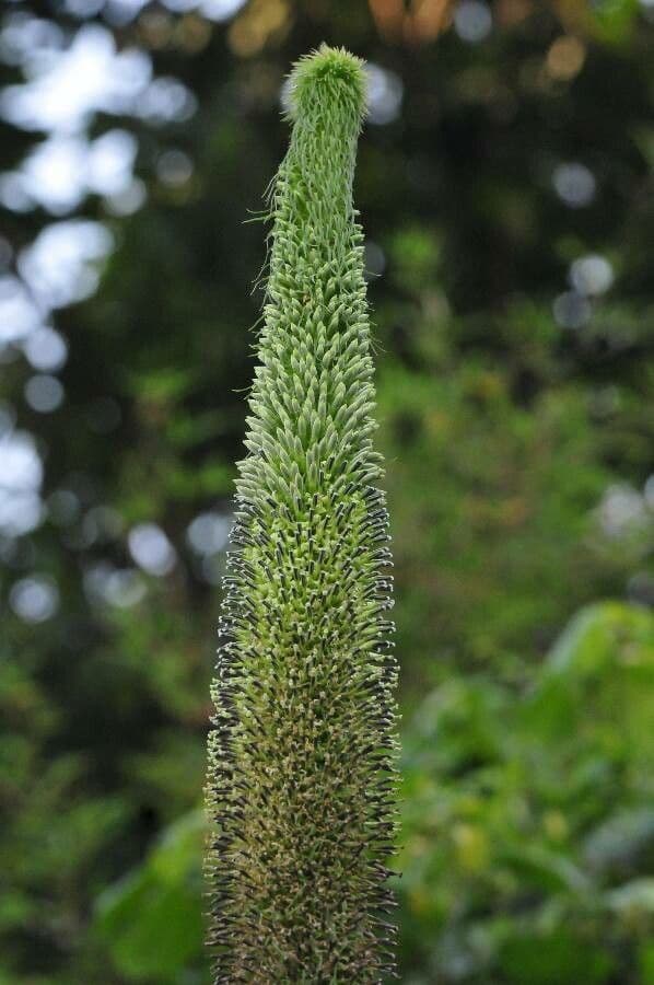 Lobelia 2