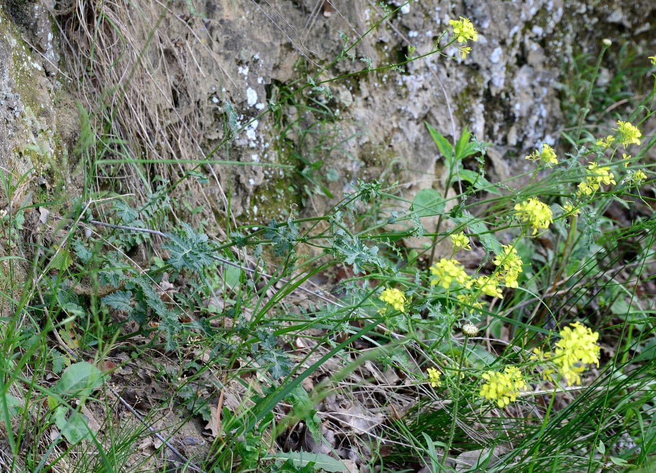 Erucastrum gallico 11