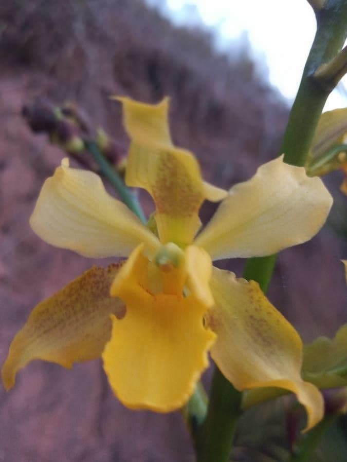 Orchidej