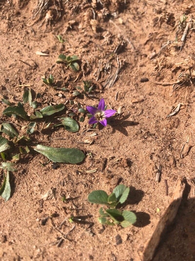 Campanula